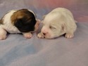 Female Shih tzu Bichon puppies for sale